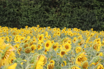 large sunflower heads in a maze ,all heads facing the sun