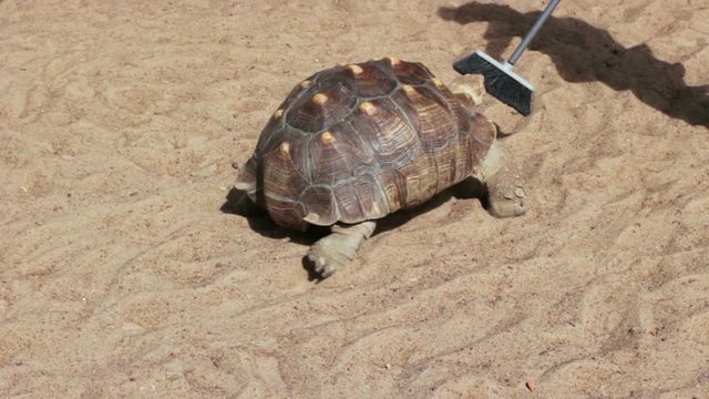 The trained tortoise follows a mop and passes between the legs of a person