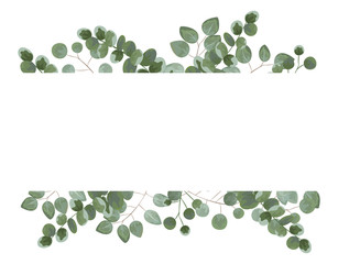 background for text from eucalyptus. gray and green eucalyptus.invitation, postcard with eucalyptus. rustic style, Botanical style. burp with greens. vector illustration