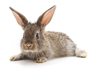 One brown rabbit.