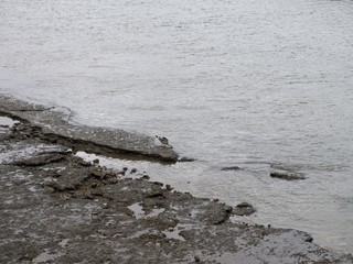 Seagull on riverbed drinking water at low tide.