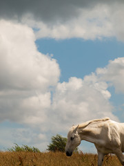 White horse and sky