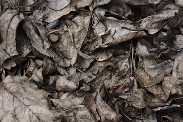 Background of dry leaves