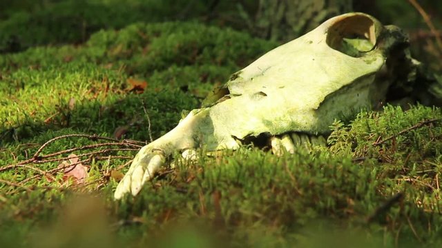The forest beast's skull and trees
