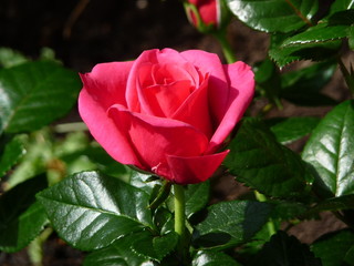 Rote Rose