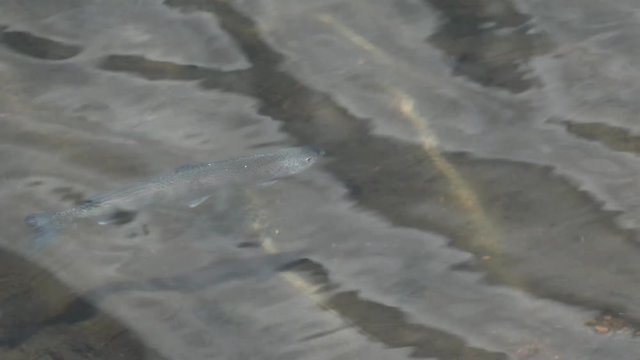 Salmon floats at shallow depths in a mountain lake in the foothills Pikes Peak Mountains in Colorado Spring, Colorado, USA