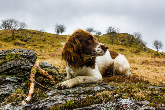 Springer spaniel posing on rock 2