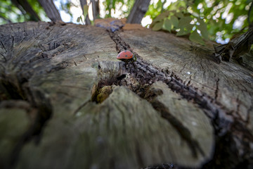 Coccinella rossa portafortuna su un tronco