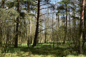 Obraz premium Rezerwat przyrody Ptasi Raj. Gdańsk. Poland