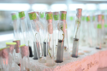 Close up row of glass bottle plant tissue culture on shelf in laboratory