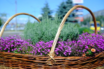 Fototapeta na wymiar Beautiful flowers in the open air. Designer wicker basket