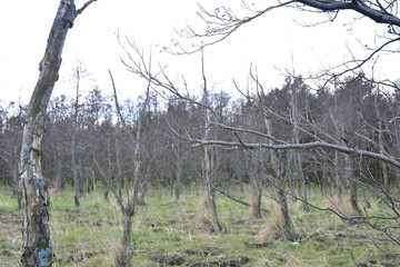 Rezerwat przyrody Ptasi Raj. Gdańsk. Poland