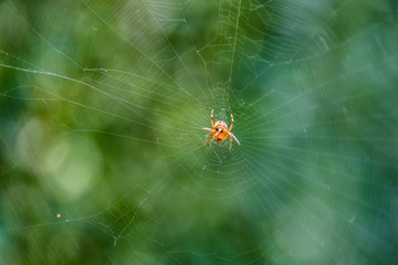 Gartenspinne im Netz
