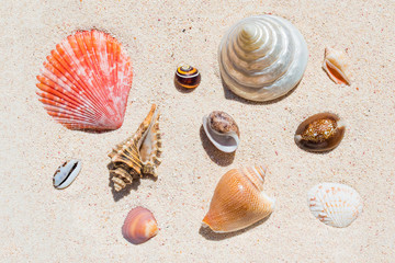 Composition of many beautiful conch shells from a coral reef of Mauritius in Indian Ocean on a sand in the sunlight. Top view. Tropical beach sand background, - copy space. Travel and holiday concept.