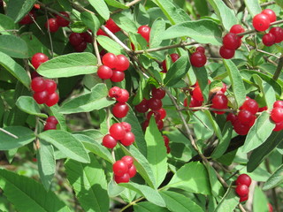 Red berries on a honeysuckle plant 