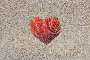 Texture of a red beautiful heart shaped conch shell from a coral reef of Mauritius in Indian Ocean in a sand. Tropical beach sand background, - copy space. Travel and Love concept.