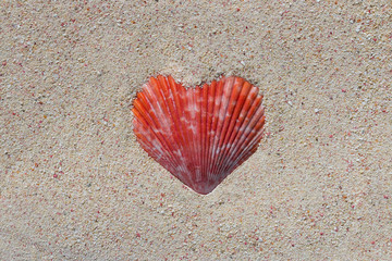 Texture of a red beautiful heart shaped conch shell from a coral reef of Mauritius in Indian Ocean in a sand. Tropical beach sand background, - copy space. Travel and Love concept.