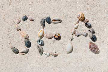 Composition of sea made of many beautiful conch shells from a coral reef of Mauritius in Indian Ocean on a Tropical beach sand in the sunlight. Top view - copy space. Travel and holiday concept.