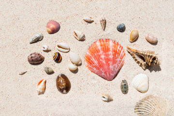 Composition of many beautiful conch shells from a coral reef of Mauritius in Indian Ocean on a sand in the sunlight. Top view. Tropical beach sand background, - copy space. Travel and holiday concept.