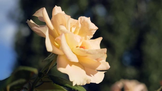 Flowering and blooming roses on the flowerbed, close-up, 4K