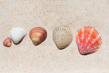 Composition of many beautiful conch shells from a coral reef of Mauritius in Indian Ocean on a sand in the sunlight. Top view. Tropical beach sand background, - copy space. Travel and holiday concept.
