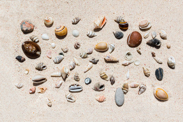 Fototapeta na wymiar Composition of many beautiful conch shells from a coral reef of Mauritius in Indian Ocean on a sand in the sunlight. Top view. Tropical beach sand background, - copy space. Travel and holiday concept.
