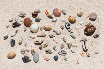 Composition of many beautiful conch shells from a coral reef of Mauritius in Indian Ocean on a sand in the sunlight. Top view. Tropical beach sand background, - copy space. Travel and holiday concept.