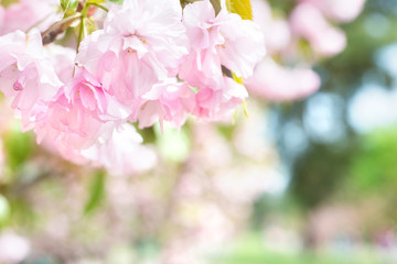 Pink sakura flowers on a spring cherry tree
