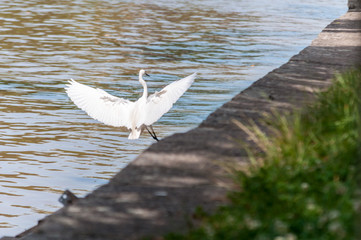 Egret landing on the edge of the river, in the city
