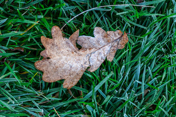 Leaf in the grass covered in frost. Spring scene.