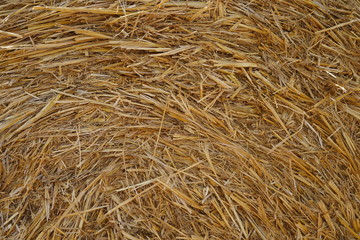 Dry golden straw bale texture or background