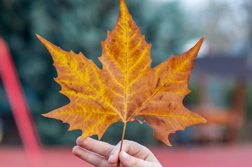 Hand holding a leaf. Spring scene.