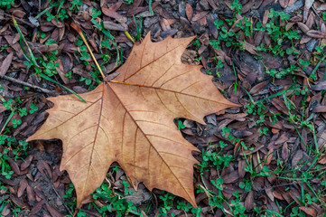 Leaf on the ground after the rain. Spring scene.