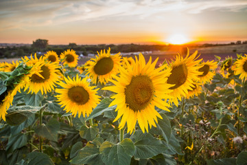 Fototapeta premium Summer sunflowers meadow with the blue sky.