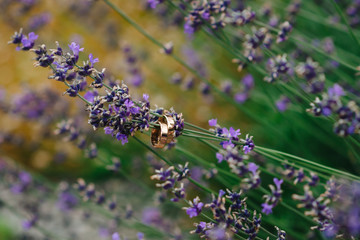 Lavander and rings