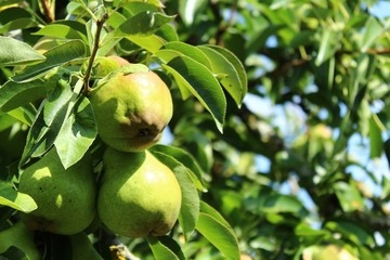 Birnen im Garten