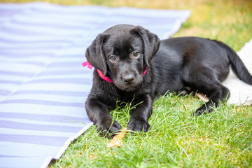 black labrador puppy on the grass