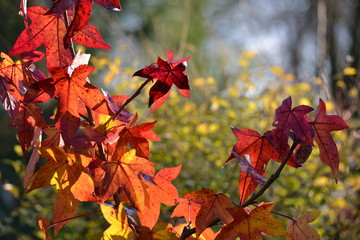 Liquidambar autumn leaves