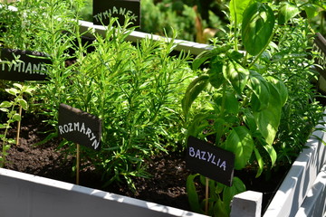 Herbal garden in a crate - basil, thyme and rosemary