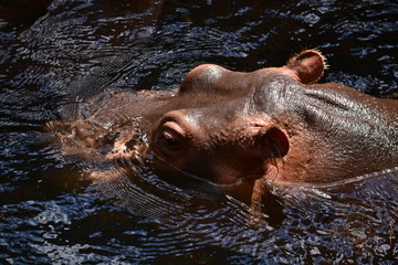Hippo's head in water