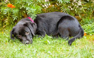 black labrador puppy on the grass