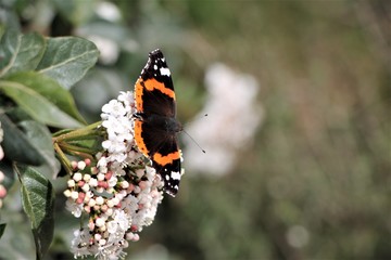a butterfly on a flower ready to fly away
