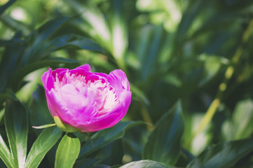 Pink peony flower close-up. Beautiful summer background.