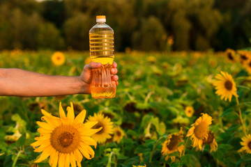 Man's hand hold bottle of sunflower oil. Sunflower oil improves skin health and promote cell regeneration