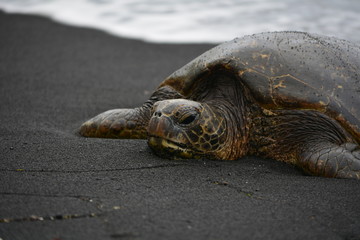 Black Sand Beach Turtle