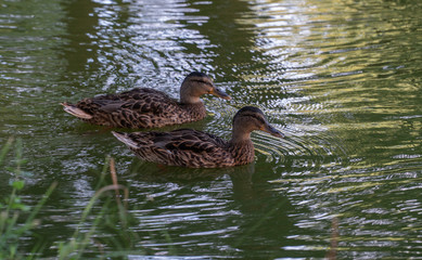 A couple of ducks in the lake
