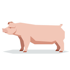 Flat geometric Chester white pig