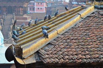 Pigeons sitting on the roof of Buddhist pagoda