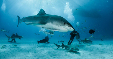 Tiger shark at Tigerbeach, Bahamas