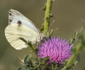 Kohlweißling auf einer Blüte